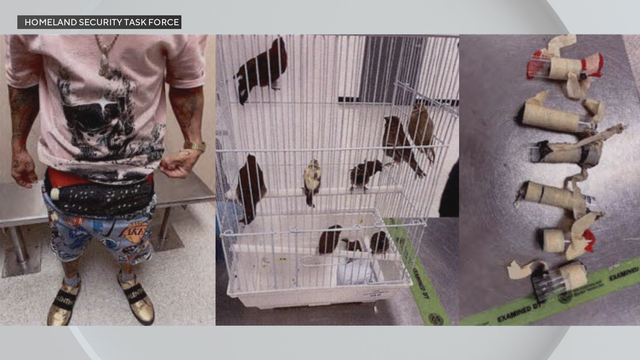 man-smuggle-birds.png 