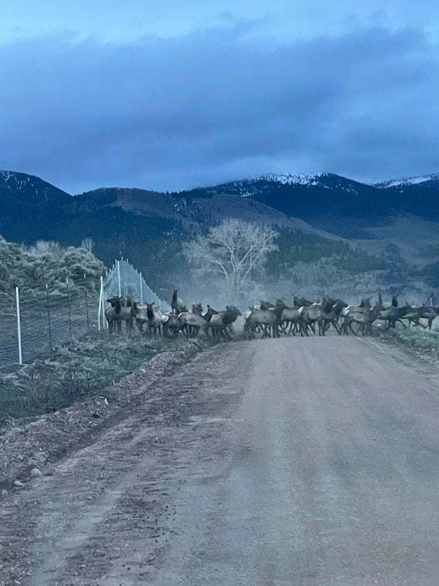 elk-fence-april-26-2024-6-14-am.jpg