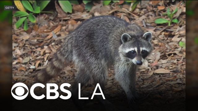 Raccoon with rabies confirmed in Los Angeles County for first time since 1973