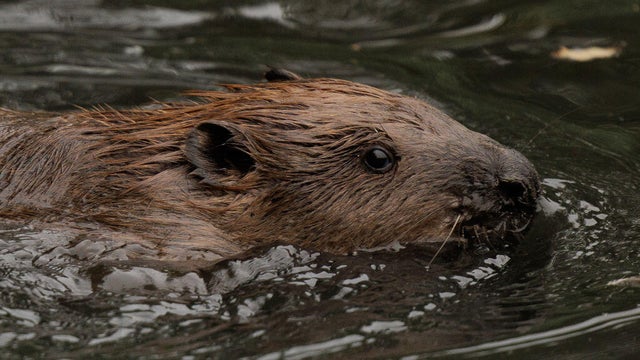 Family Of Beavers Released In West London Rewilding Effort 