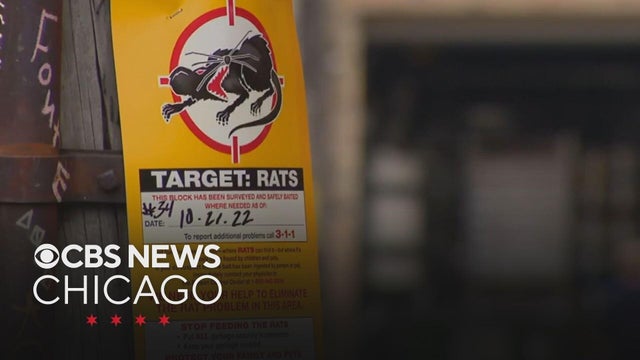 Chicago improves rankings in list of most rodent-infested cities