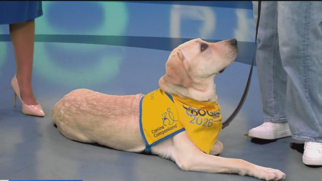 Service dog Aikman shares progress ahead of Canine Companions DogFest