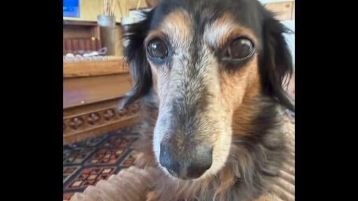 Dog dies after being left in hot car; owner of dog-care business faces animal cruelty charge