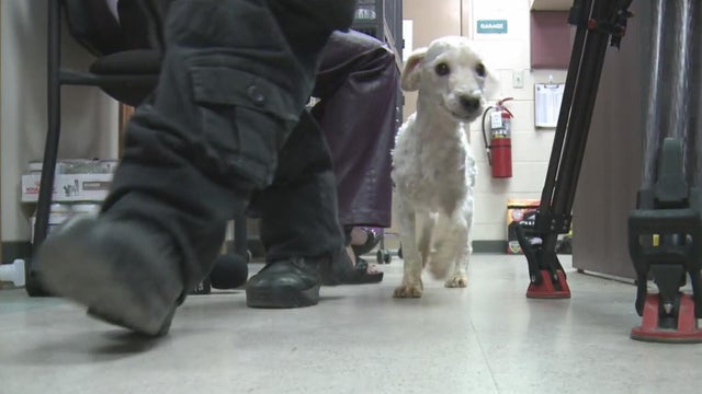 Dog found abandoned at Eastpointe grocery store