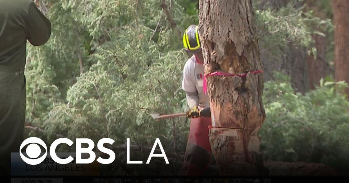 Team Rubicon working on fire mitigation in San Bernardino Mountains