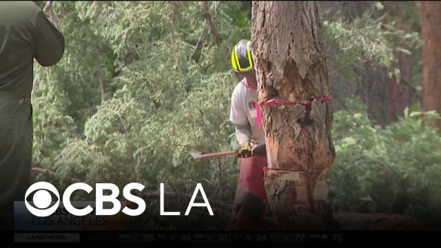 Team Rubicon working on fire mitigation in San Bernardino Mountains