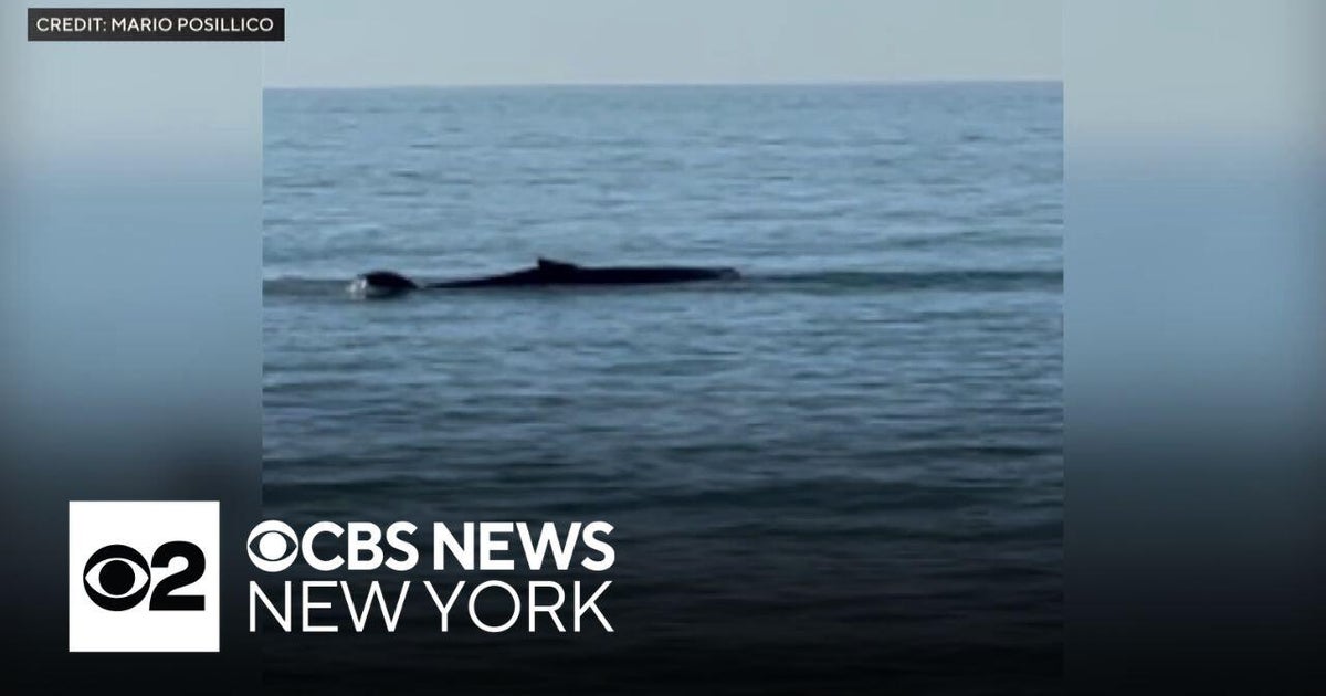 2 humpback whales found stranded on Fire Island beach - CBS New York