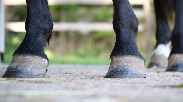 horse hooves and legs 