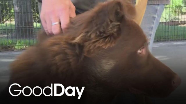 Find a furry friend at Bradshaw Animal Shelter