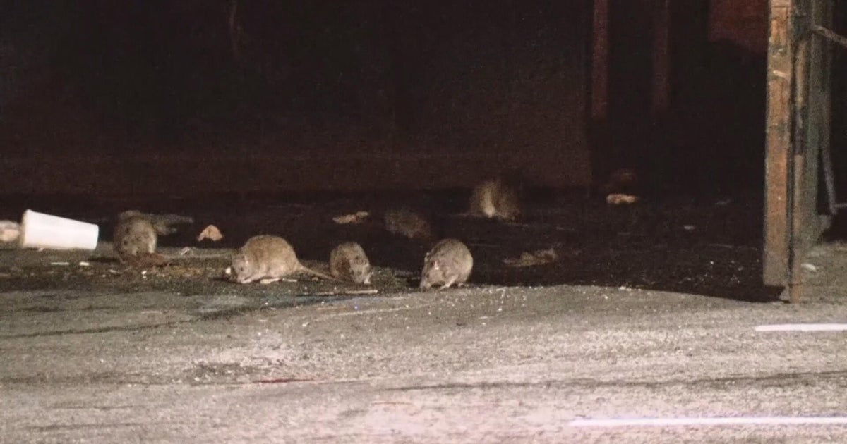 Philadelphia City Council calls on health, sanitation departments to deal with growing rat infestation