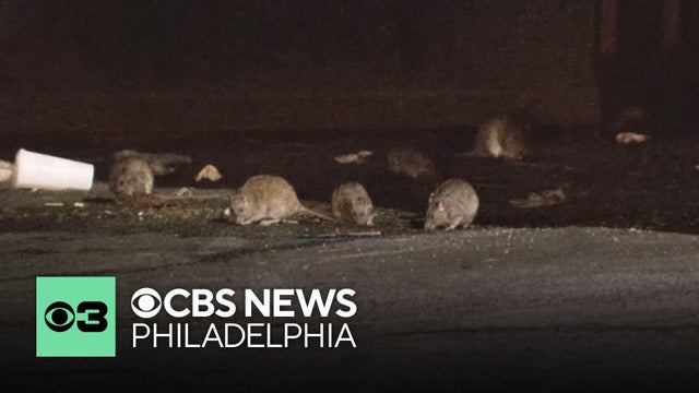 Philadelphia City Council calls on agencies to deal with rat infestation in Northeast Philly