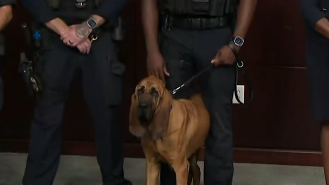 Video shows dog rescuing missing boy