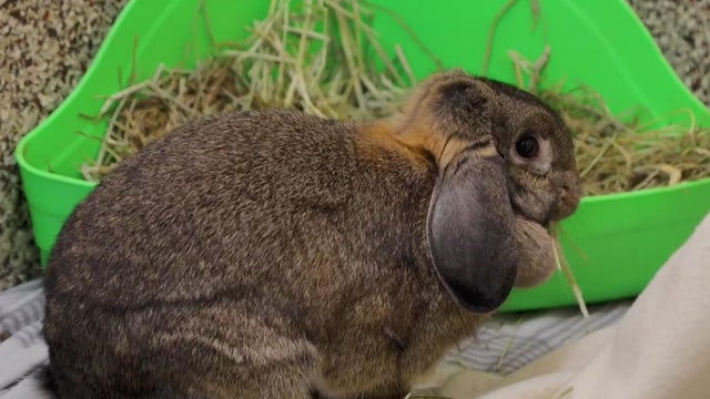 Furry Friday: Meet Squirt the dog and Hazel the bunny