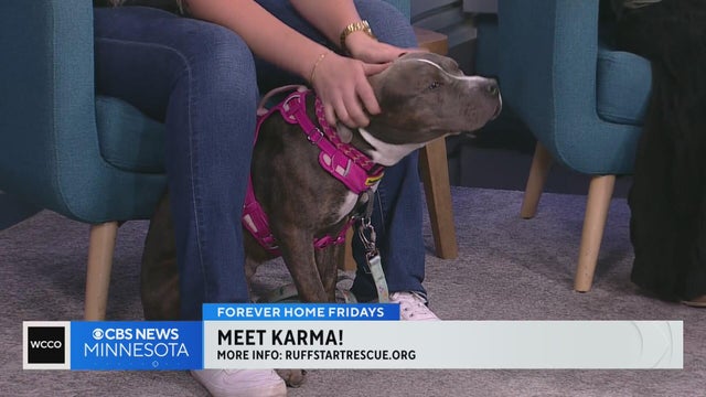Meet Karma, a cuddly pit mix looking for her forever home