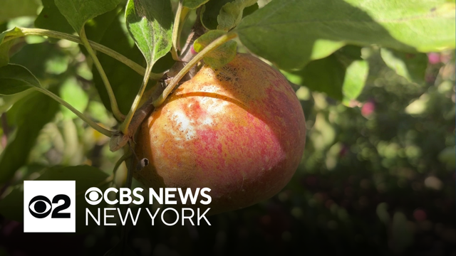 Weather causes concerns, impacts on fall crops in Hudson Valley