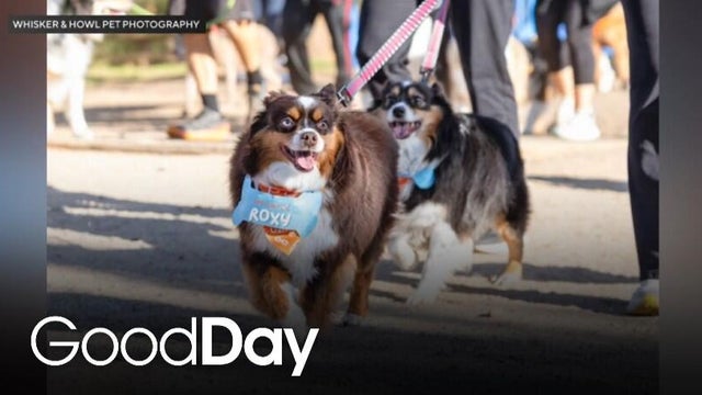 Placer SPCA's Wag & Walk
