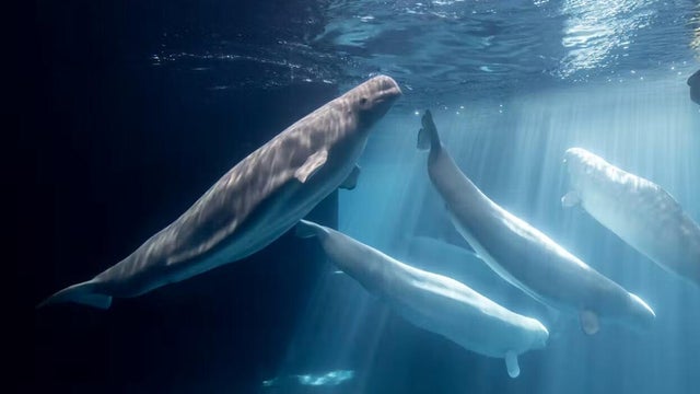 caspian-shedd-beluga.jpg 