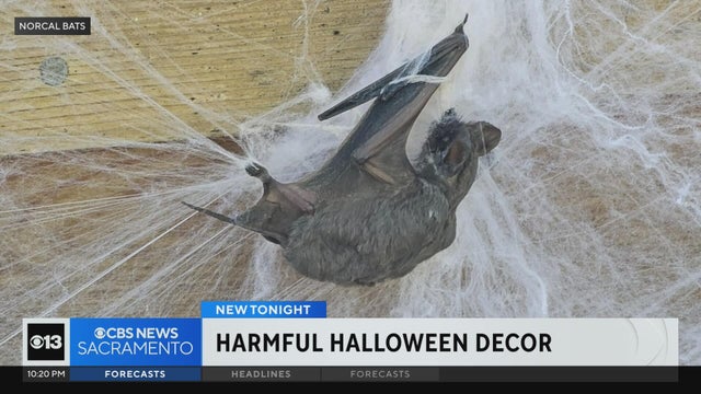 California bat experts urge caution over popular Halloween decorations