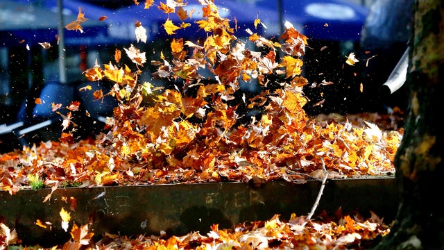 Autumn leaves are removed 