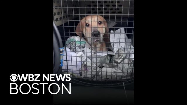 Salem animal shelter takes in dozens of dogs evacuated from Alabama due to Hurricane Isaias