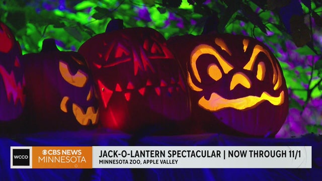 Jack-O-Lantern Spectacular is now at the Minnesota Zoo