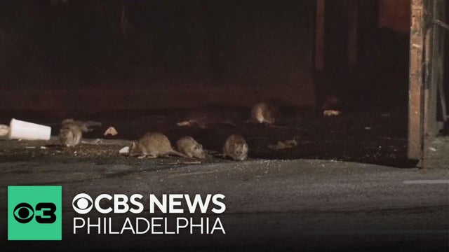 Northeast Philadelphia residents want city to take action against longstanding rat problem
