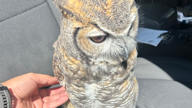 owl3.png 
