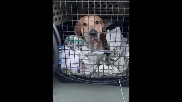 MSPCA Dogs Hurricane Isaias 