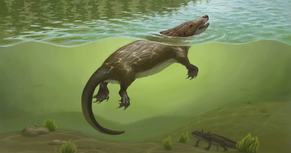 UChicago scientists discover semi-aquatic Jurassic-era otter that could chew and swallow