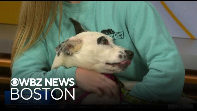 Pet Parade: Taylor, Bagel and Violet up for adoption