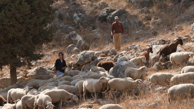 Reporting on West Bank settler violence