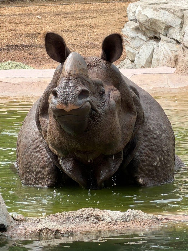 rupert-one-horned-rhino-denver-zoo.jpg