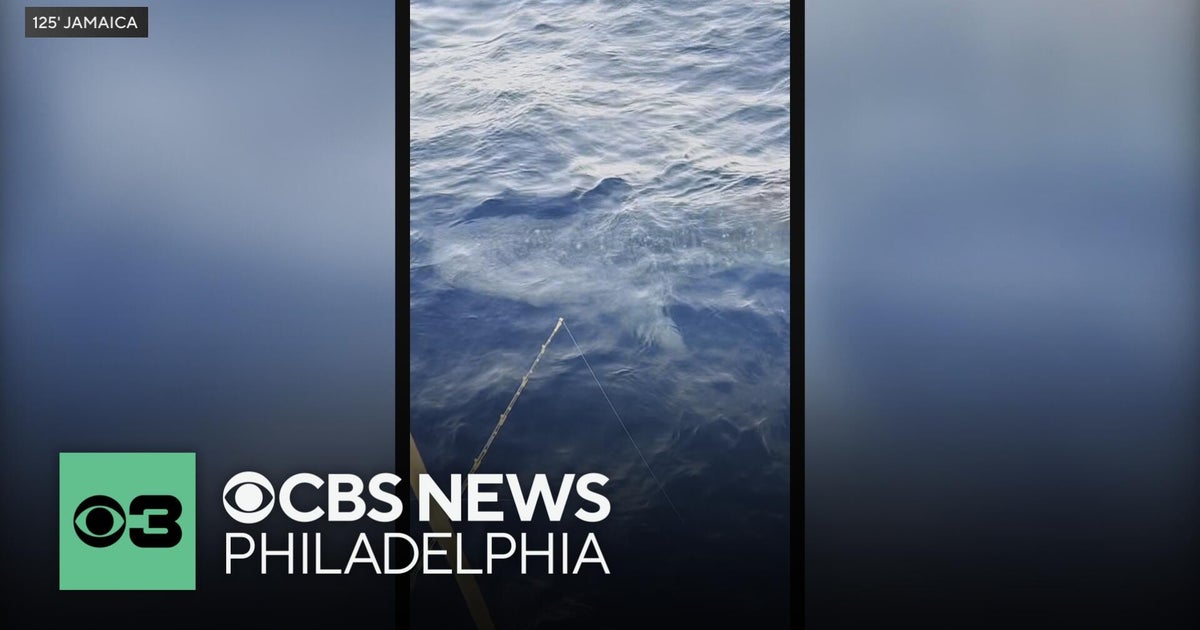 New Jersey fishermen spot massive whale shark during tuna fishing trip ...