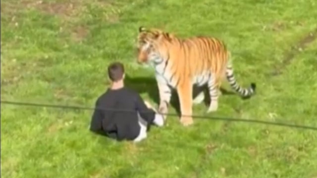 Man dies after jumping into tiger's enclosure