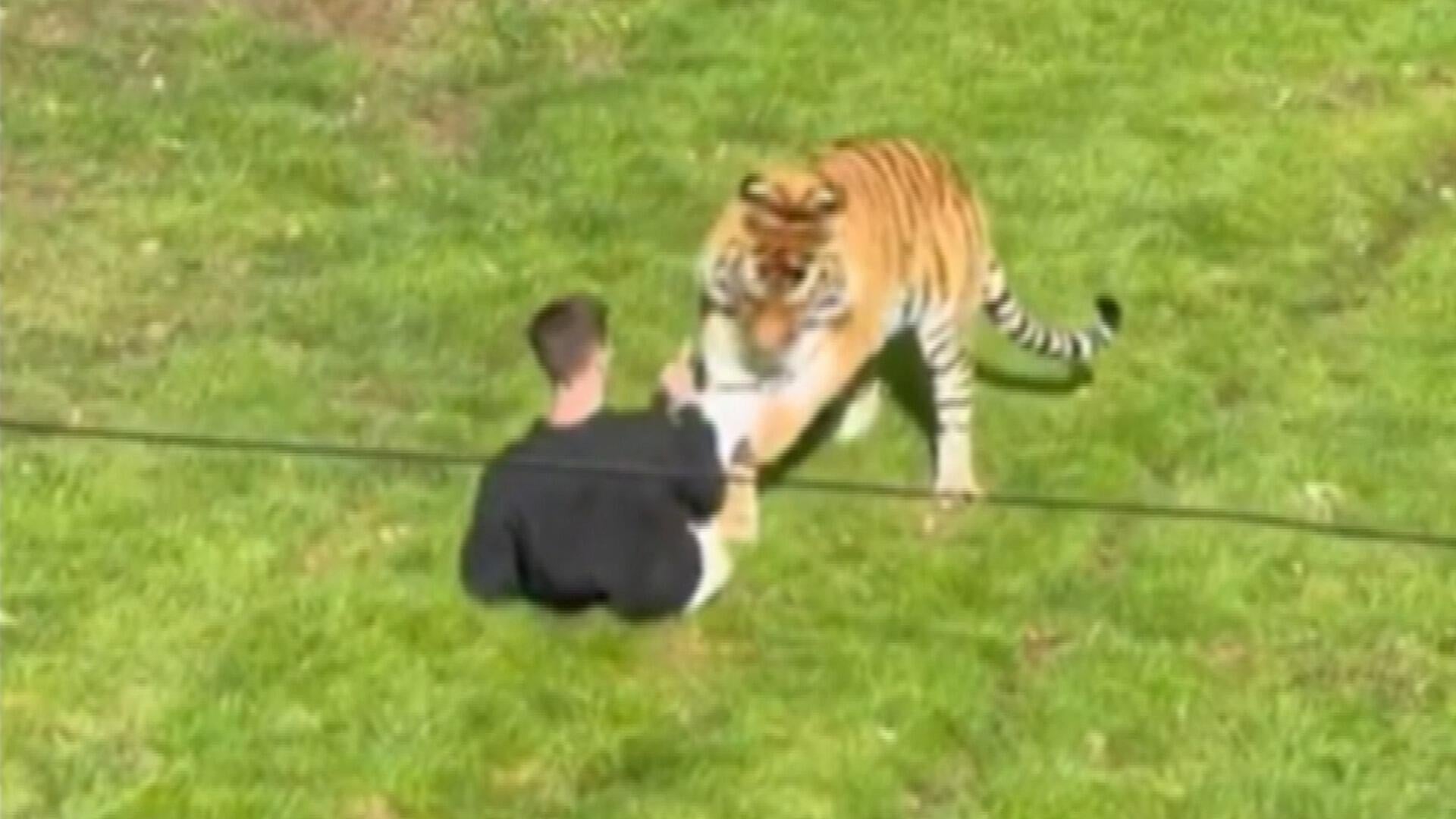 Police search for answers after man dies in tiger enclosure at Yorkshire Wildlife Park