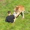 Police search for answers after man dies in tiger enclosure at Yorkshire zoo