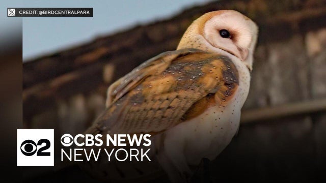 Family of barn owls dazzles birders on the Upper West Side