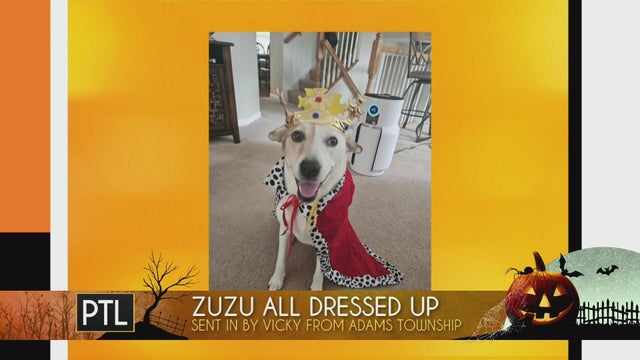 Viewer Halloween pet pics!