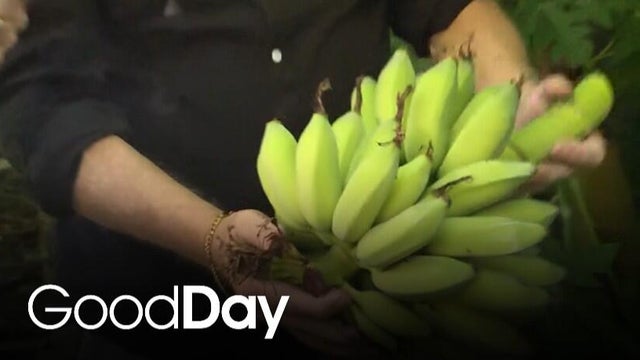 Cody is meeting the Banana Man!