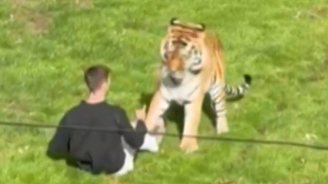 Witnesses on deadly tiger mauling at U.K. park