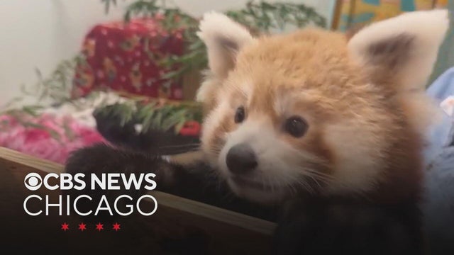 First endangered red panda born at Beardsley Zoo in Connecticut