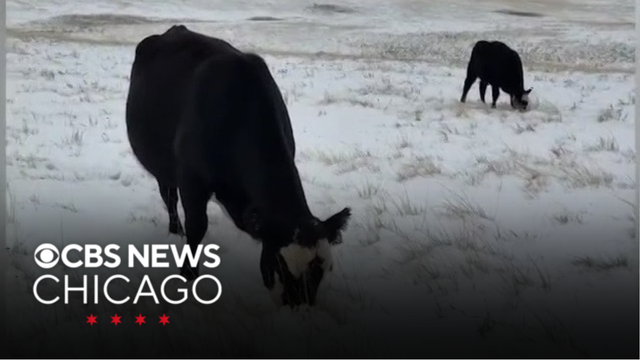 Cows enjoy some snow-covered grass in Peerless, Montana
