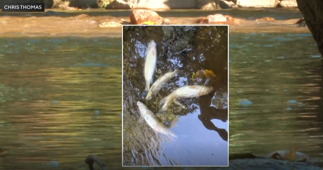 Cecil County neighbors demand action after nearly 11,000 fish killed in Basin Run