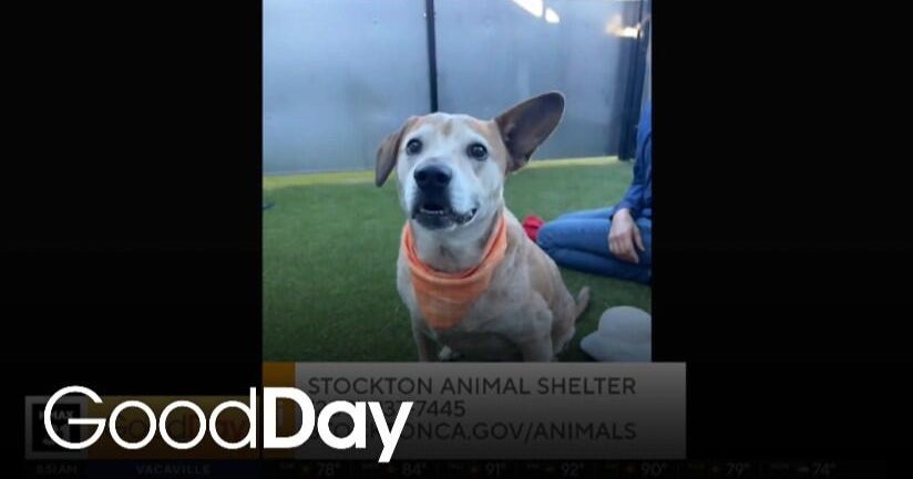 Bernadette is looking for her forever home! | Pet of the Week
