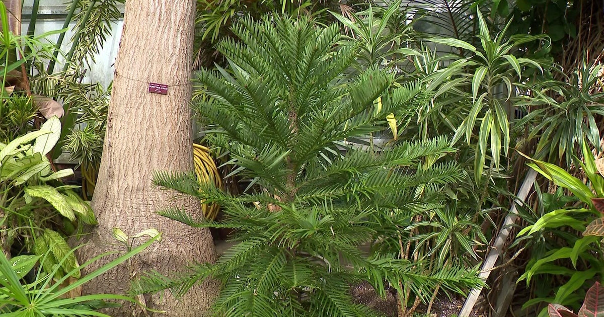 Rare prehistoric Wollemi pine takes root at Long Island arboretum
