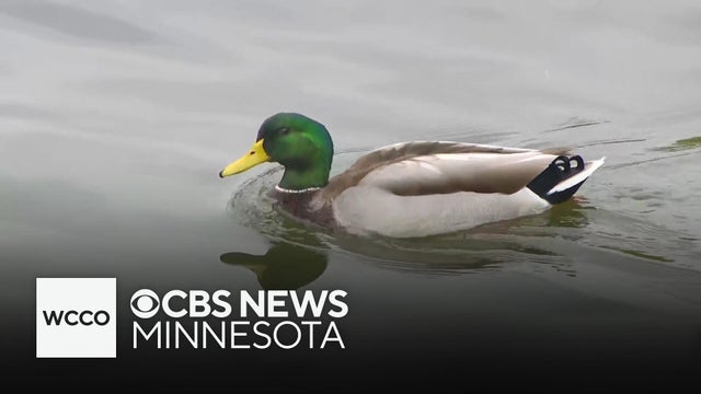 Environment Minnesota says PFAS found in 100% of water testing sites