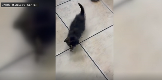 kitten.png