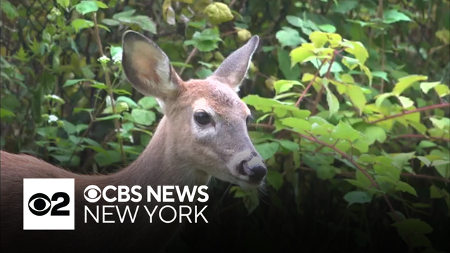 AAA warns of peak deer crash season