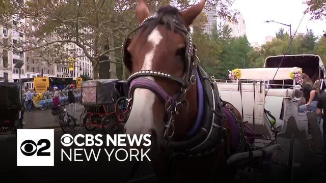 Council Speaker Menin moves ahead with plans to eliminate NYC horse carriage industry