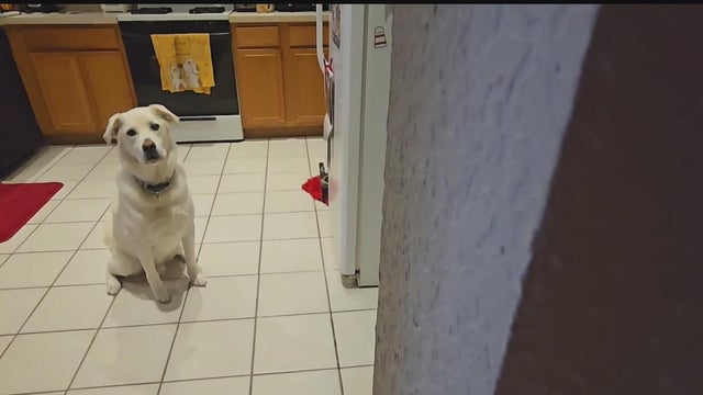 Dallas pet owners struggle with rising food costs